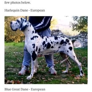 Meet your Posher, Dawn